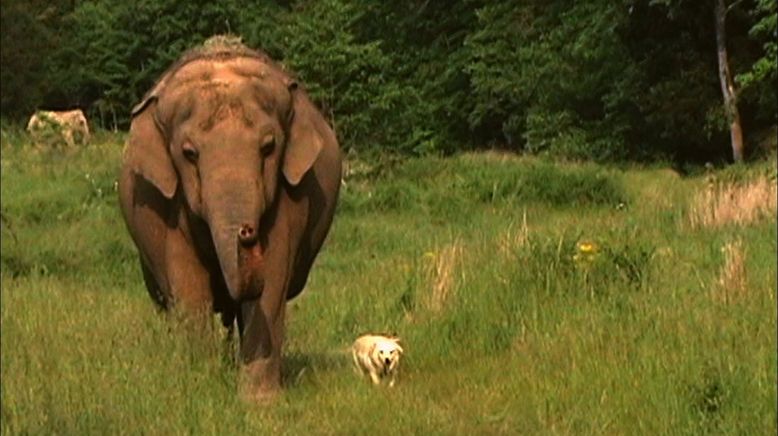 Tierische Freundschaften