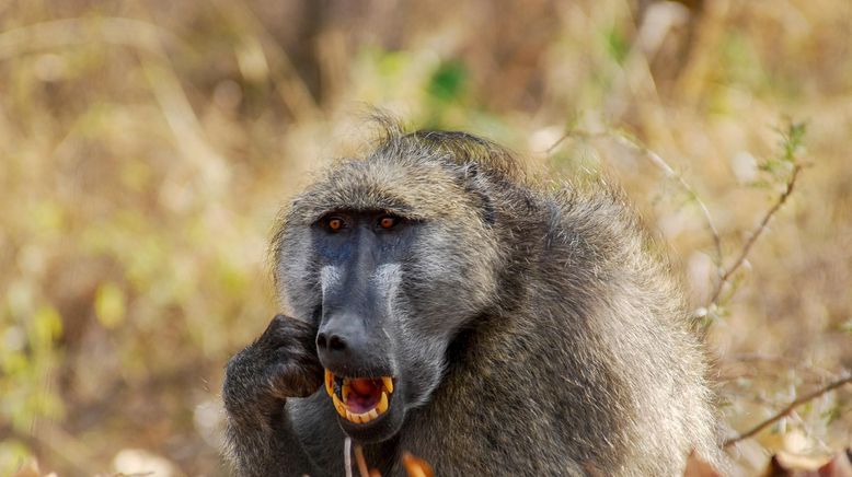 Afrikas tödlichste Jäger