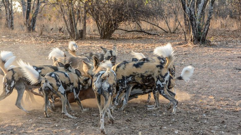 Afrikas tödlichste Jäger