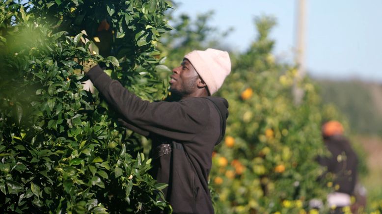 Bittere Früchte - Ausbeutung auf Europas Feldern