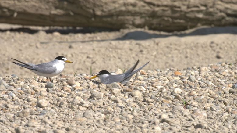 Seevögel in Gefahr- Ratten auf der Hallig