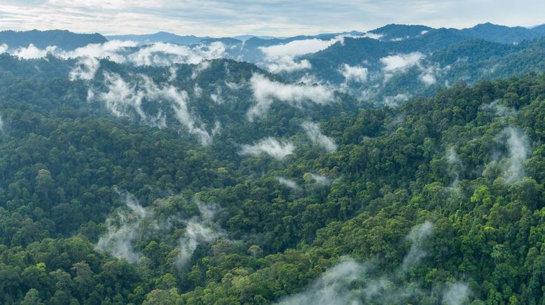 Borneo - Grünes Juwel am Äquator