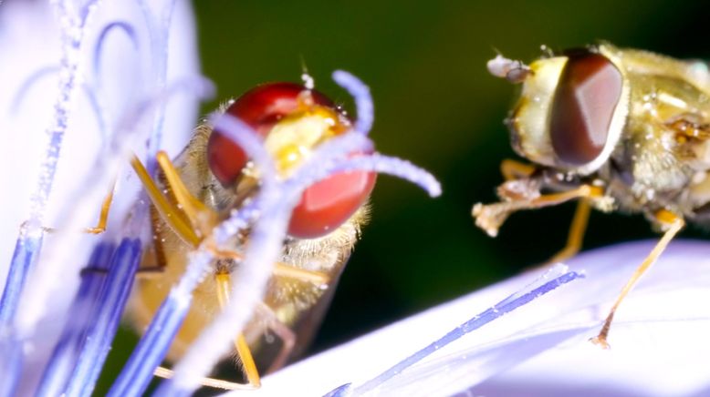 Insekten - Die Meister der Anpassung