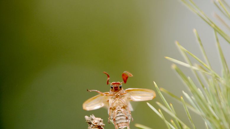 Insekten - Die Meister der Anpassung