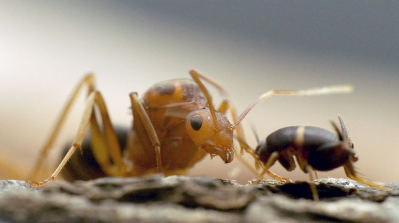 Insekten - Die Meister der Anpassung