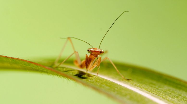 Insekten - Die Meister der Anpassung