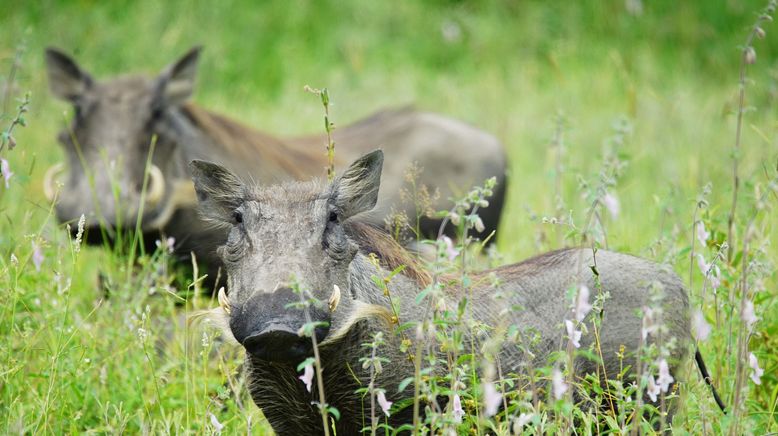 Tierische Wohngemeinschaften