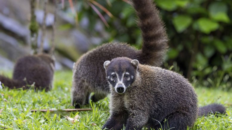 Nachwuchs in der Wildnis