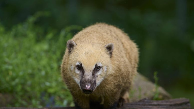 Nachwuchs in der Wildnis