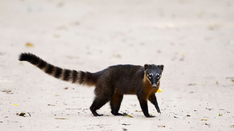 Nachwuchs in der Wildnis