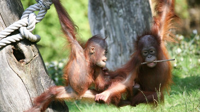 Orang-Utan Dschungelschule