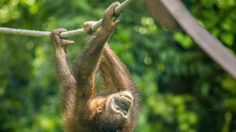 Orang-Utan Dschungelschule