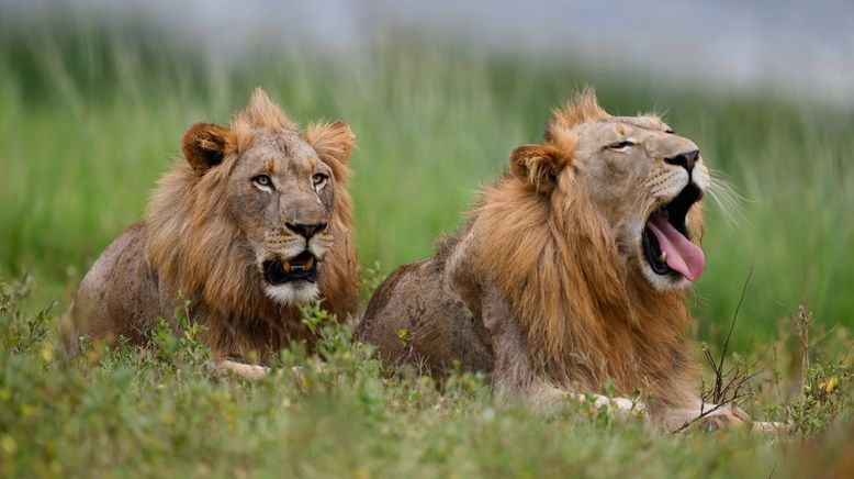 Afrikas tödlichste Jäger