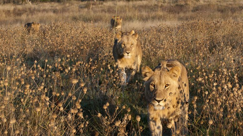 Botswana: Zum Kämpfen geboren