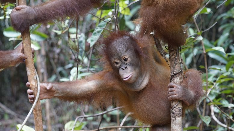 Orang-Utan Dschungelschule