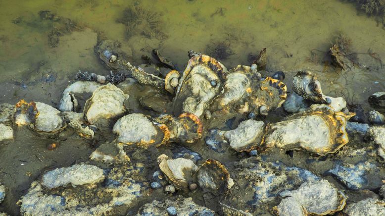 Pazifische Austern im Wattenmeer