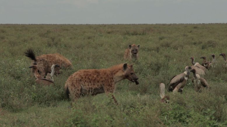 Kampf der Raubkatzen - Löwe gegen Gepard