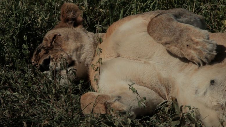 Kampf der Raubkatzen - Löwe gegen Gepard