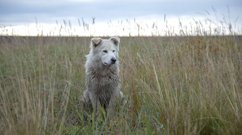 Life Below Zero - Überleben in Alaska