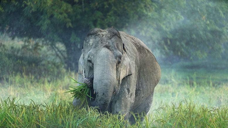 Hati Bondhu, die Elefantenschützer von Assam