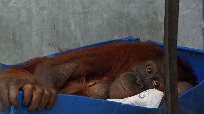 Orang-Utan Dschungelschule