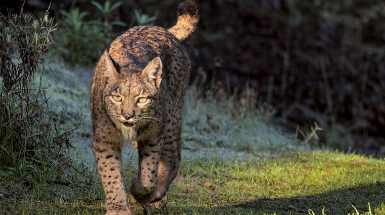 Europa, von wegen wild!