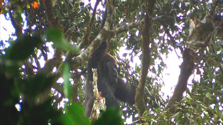 Bama, der Gorillamann - Abenteuer in Kamerun