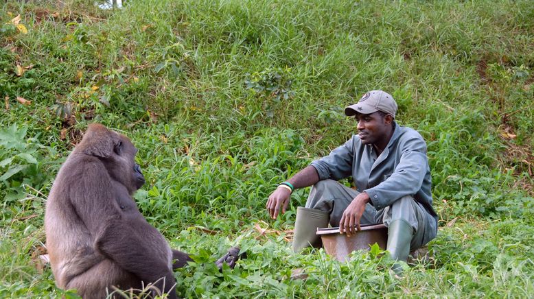 Bama, der Gorillamann - Abenteuer in Kamerun