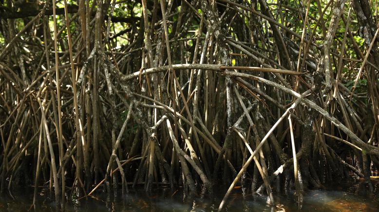 Giganten unter Wasser - Riesenfischen auf der Spur