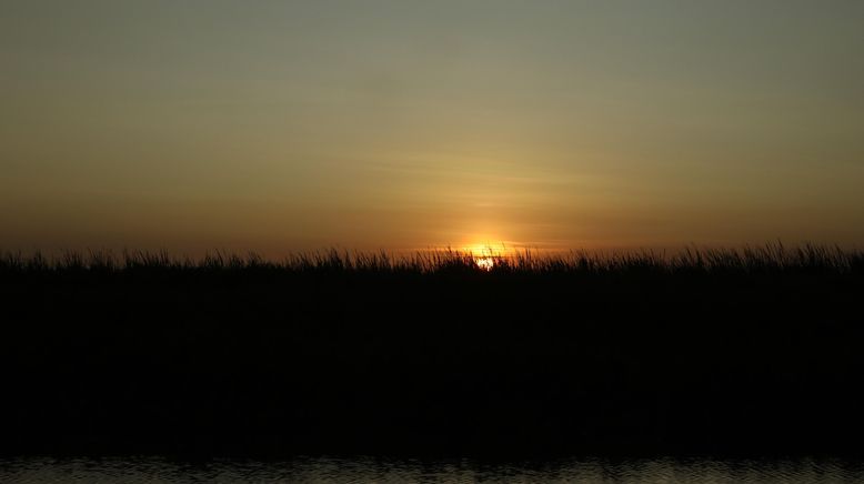 Giganten unter Wasser - Riesenfischen auf der Spur