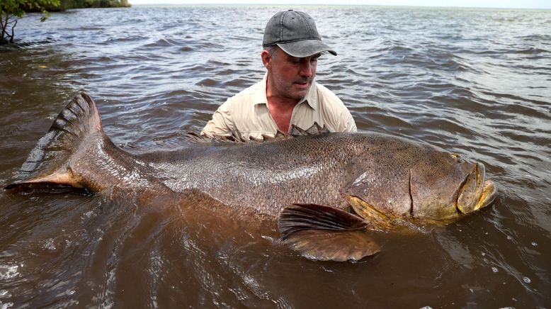 Giganten unter Wasser - Riesenfischen auf der Spur