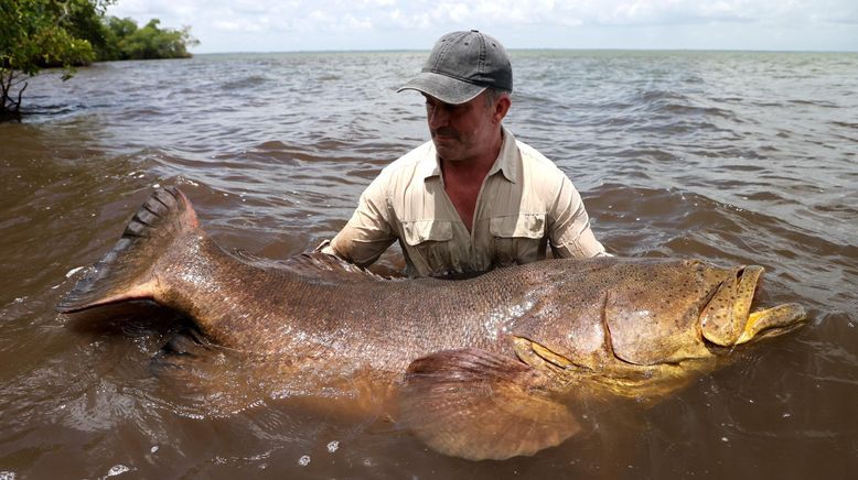 Giganten unter Wasser - Riesenfischen auf der Spur