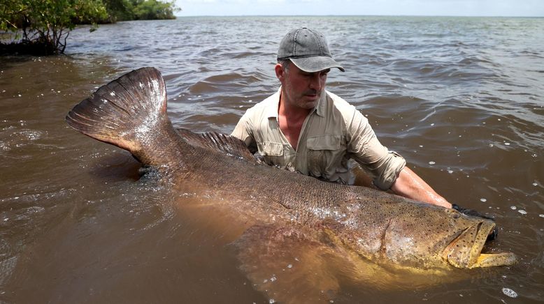 Giganten unter Wasser - Riesenfischen auf der Spur