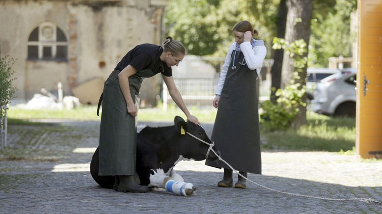 Tiermedizin in Leipzig - Traumberuf und Knochenjob