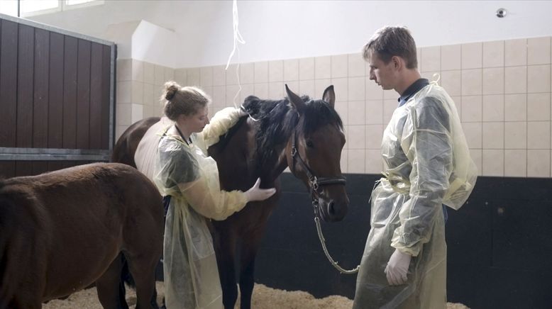 Tiermedizin in Leipzig - Traumberuf und Knochenjob