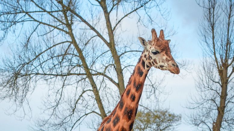 Zoo und so - Tierisch wild!