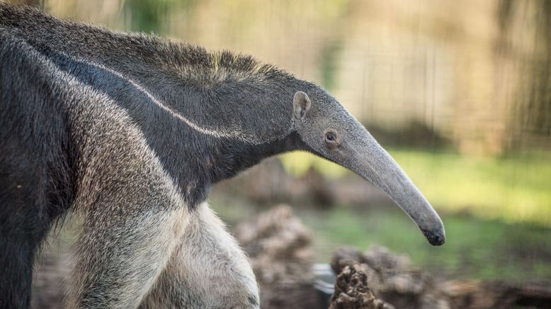 Zoo und so - Tierisch wild!