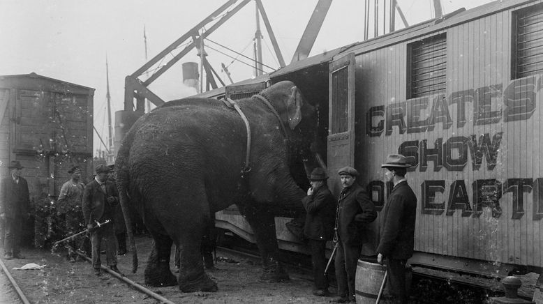 Fritz, der Elefant - Eine tragische Geschichte