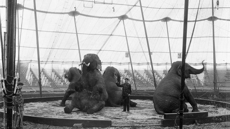 Fritz, der Elefant - Eine tragische Geschichte