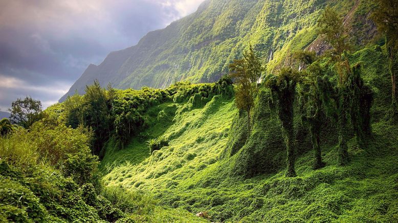 La Réunion: Die Wiederbelebung der kreolischen Gärten