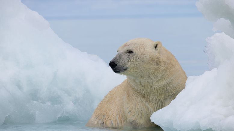 Islands: Die wilden Labore der Natur