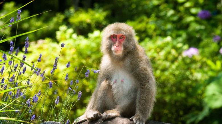 Wildes Japan - Land der tausend Inseln