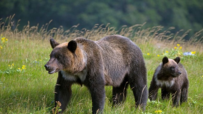 Wildes Japan - Land der tausend Inseln