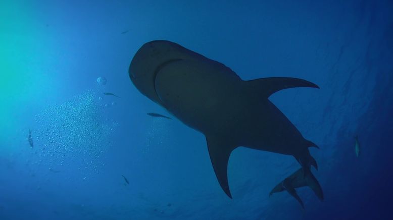 Shark Terror - Verloren auf hoher See