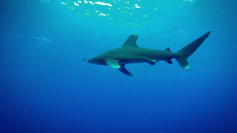 Shark Terror - Verloren auf hoher See