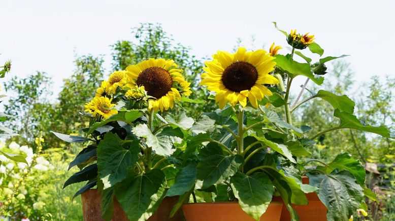 Natur im Garten