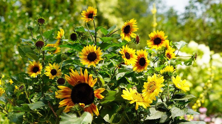 Natur im Garten