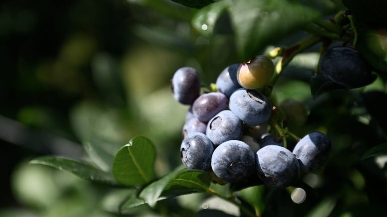 Schnittgut. Alles aus dem Garten