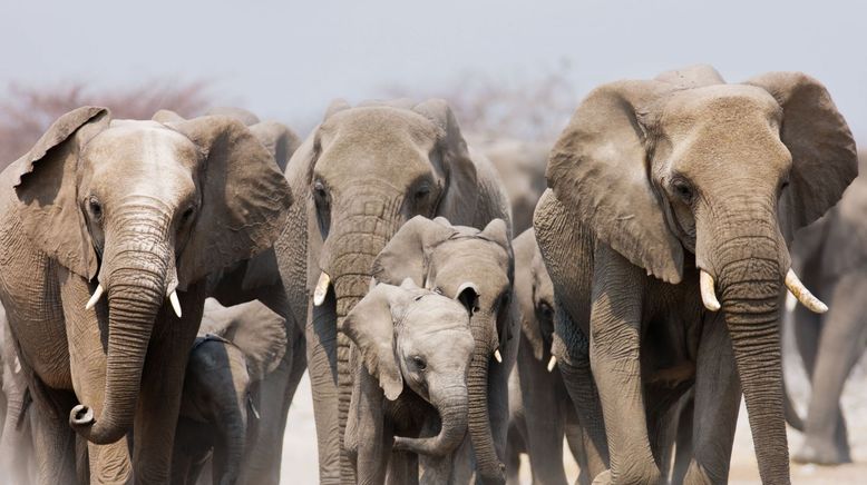 Animal Super Parents - Tierische Familienbande