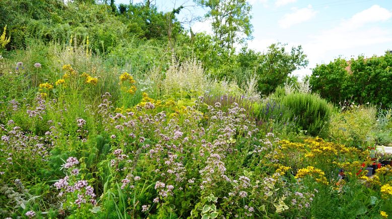 Natur im Garten